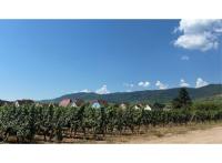 Eclats de Vigne immobilier neuf Wintzenheim